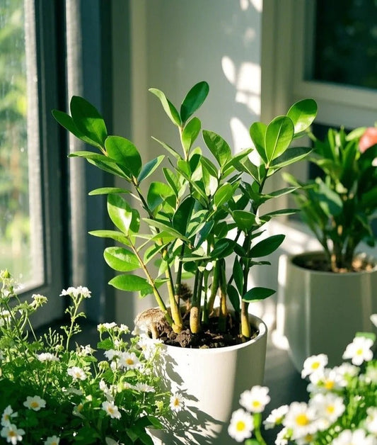 The Hidden Charm of the Chinese Money Plant: From Ancient Symbolism to Modern Aesthetics